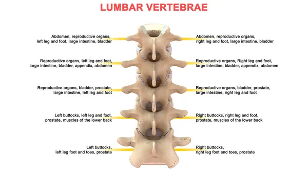 Nsan Omurunun Boyutlu Illüstrasyonu Lumbar — Stok fotoğraf