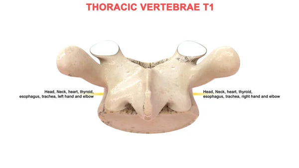 Ilustración Vértebras Humanas — Foto de Stock