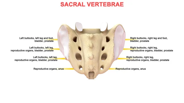 Ilustración Vértebras Humanas Sacral — Foto de Stock