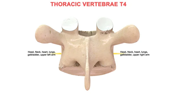 Иллюстрация Позвонков Человека — стоковое фото