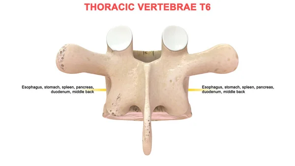 Illustration Human Vertebrae — Stock Photo, Image