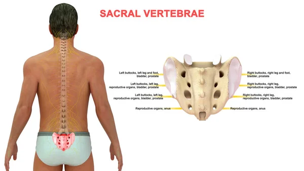 Ilustración Vértebras Humanas Sacral —  Fotos de Stock