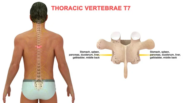 人类椎体的三维图解 — 图库照片