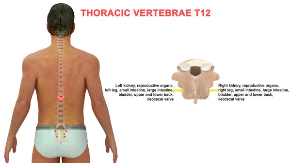 人类椎体的三维图解 — 图库照片