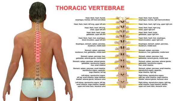 Darstellung Menschlicher Wirbel Thorax — Stockfoto