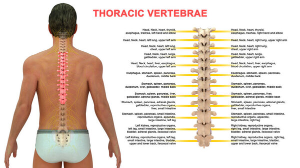 3D illustration of human vertebrae, Thoracic