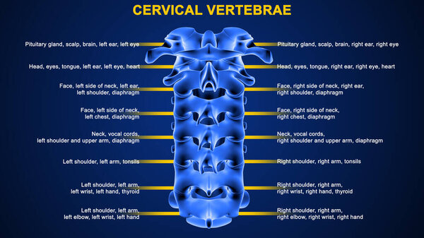 3D illustration of human vertebrae, Cervical