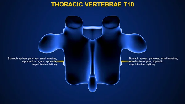 Illustration Human Vertebrae — Stock Photo, Image