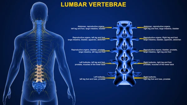 Ilustración Vértebras Humanas Lumbar — Foto de Stock