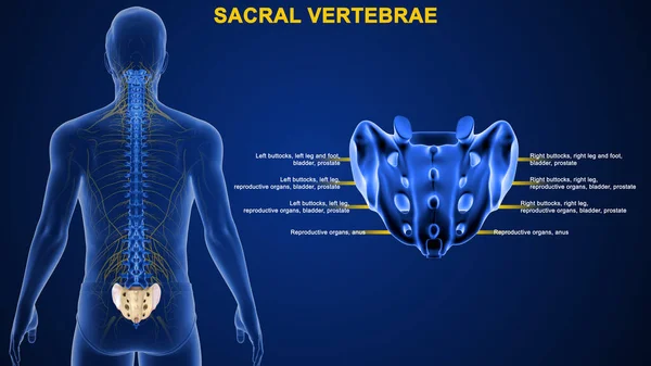 Nsan Omurunun Boyutlu Çizimi Sacral — Stok fotoğraf