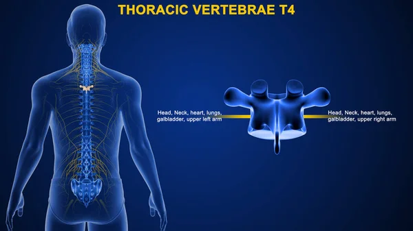 Ilustrace Lidských Obratlů — Stock fotografie