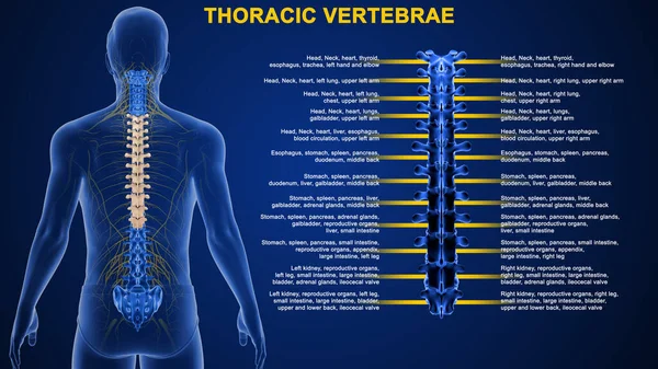 Illustratie Van Menselijke Wervels Thoracic — Stockfoto