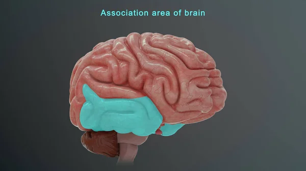 Illustrazione Dell Area Associativa Del Cervello — Foto Stock