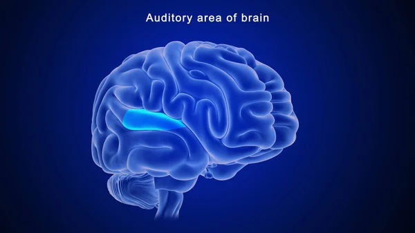 Ilustracja Obszaru Słuchowego Mózgu — Zdjęcie stockowe