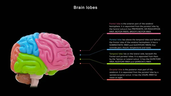 Ilustração Dos Lobos Cerebrais — Fotografia de Stock