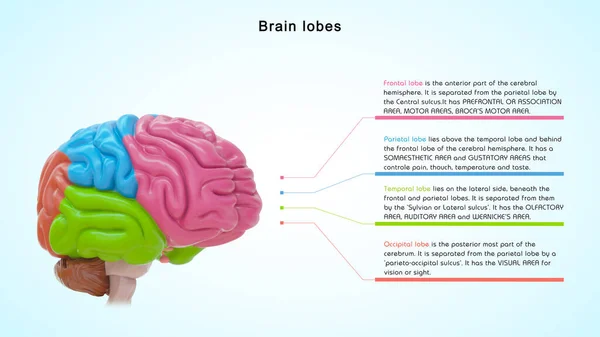 Ilustracja Mózgu Lobes — Zdjęcie stockowe