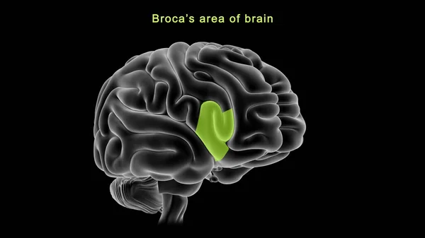 Beynin Brocas Bölgesinin Boyutlu Illüstrasyonu — Stok fotoğraf