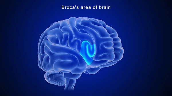 3D illustration of Brocas area of brain