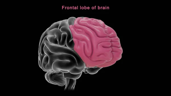 Illustration Lobe Frontal Cerveau — Photo