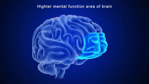 Ilustración Del Área Función Mental Superior Del Cerebro —  Fotos de Stock