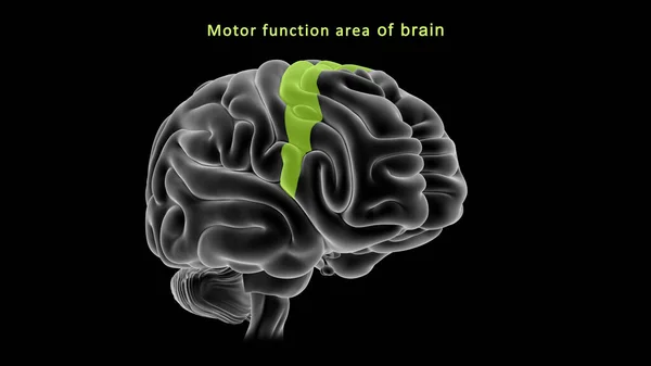 Illustrazione Dell Area Funzione Del Motore Del Cervello — Foto Stock