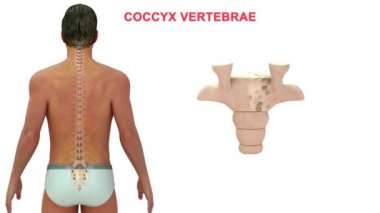 İnsan omurgasındaki omurgalar farklı bölgelere ayrılır, bu da omurganın kıvrımlarına karşılık gelir. Eklemli omurgaya göre isimlendirilmiş. Beyaz arkaplanda 3d illüstrasyon 