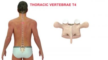 İnsan omurgasındaki omurgalar farklı bölgelere ayrılır, bu da omurganın kıvrımlarına karşılık gelir. Eklemli omurgaya göre isimlendirilmiş. Beyaz arkaplanda 3d illüstrasyon 