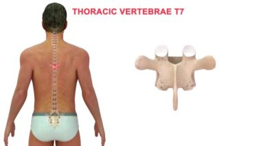 İnsan omurgasındaki omurgalar farklı bölgelere ayrılır, bu da omurganın kıvrımlarına karşılık gelir. Eklemli omurgaya göre isimlendirilmiş. Beyaz arkaplanda 3d illüstrasyon 