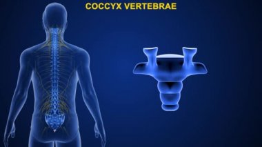 İnsan omurgasındaki omurgalar farklı bölgelere ayrılır, bu da omurganın kıvrımlarına karşılık gelir. Eklemli omurgaya göre isimlendirilmiş. Mavi arkaplanda 3d illüstrasyon 