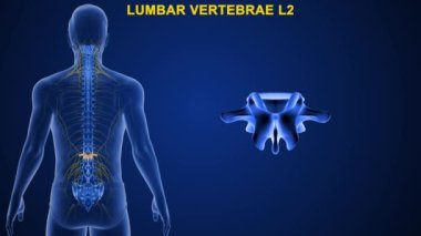 İnsan omurgasındaki omurgalar farklı bölgelere ayrılır, bu da omurganın kıvrımlarına karşılık gelir. Eklemli omurgaya göre isimlendirilmiş. Mavi arkaplanda 3d illüstrasyon 