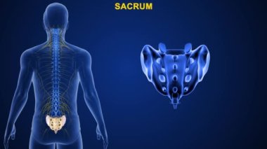 İnsan omurgasındaki omurgalar farklı bölgelere ayrılır, bu da omurganın kıvrımlarına karşılık gelir. Eklemli omurgaya göre isimlendirilmiş. Mavi arkaplanda 3d illüstrasyon 