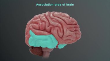 İnsan beyni anatomisi. 3d illüstrasyon