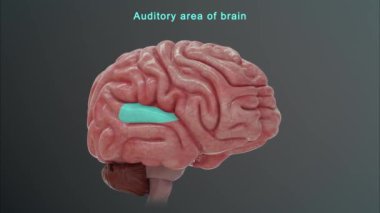 İnsan beyni anatomisi. 3d illüstrasyon