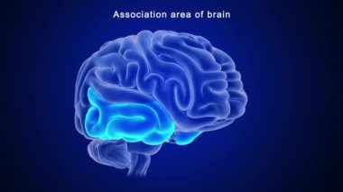 İnsan beyni anatomisi. 3d illüstrasyon