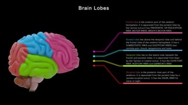 İnsan beyni anatomisi. 3d illüstrasyon