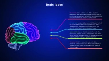 İnsan beyni anatomisi. 3d illüstrasyon