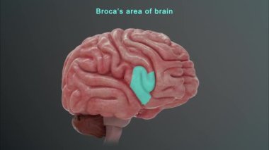 İnsan beyni anatomisi. 3d illüstrasyon