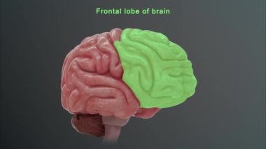 İnsan beyni anatomisi. 3d illüstrasyon