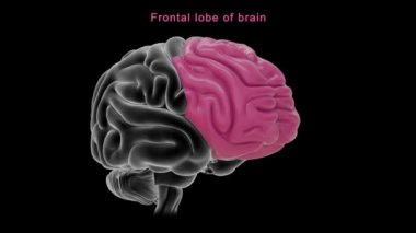 İnsan beyni anatomisi. 3d illüstrasyon
