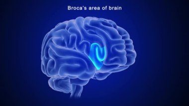 İnsan beyni anatomisi. 3d illüstrasyon