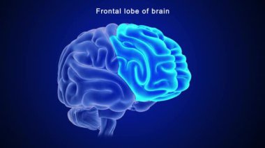 İnsan beyni anatomisi. 3d illüstrasyon