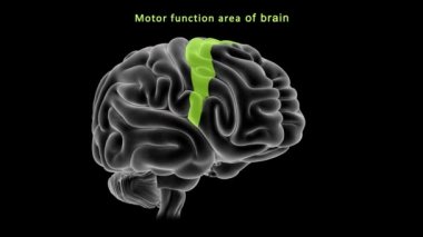İnsan beyni anatomisi. 3d illüstrasyon