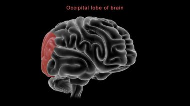 İnsan beyni anatomisi. 3d illüstrasyon