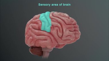 İnsan beyni anatomisi. 3d illüstrasyon