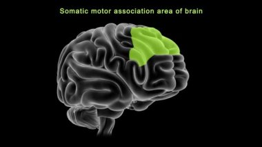 İnsan beyni anatomisi. 3d illüstrasyon
