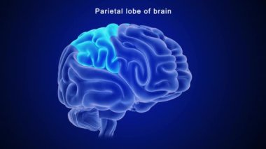 İnsan beyni anatomisi. 3d illüstrasyon