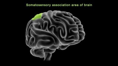 İnsan beyni anatomisi. 3d illüstrasyon