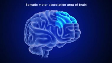 İnsan beyni anatomisi. 3d illüstrasyon