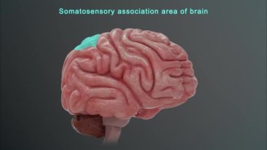 İnsan beyni anatomisi. 3d illüstrasyon
