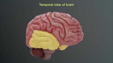 İnsan beyni anatomisi. 3d illüstrasyon